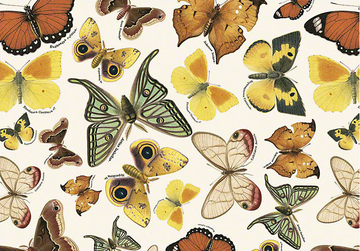 Tassotti vlinder cadeaupapier vlinders